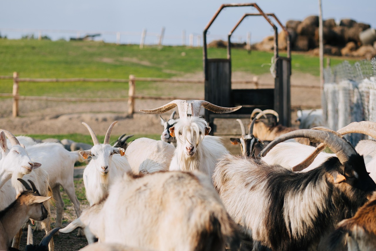 animals-2939614_1280